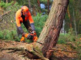 Best Utility Line Clearance  in , ME